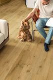 Quick Step Impressive 8256 Дуб Трюфель, за м2