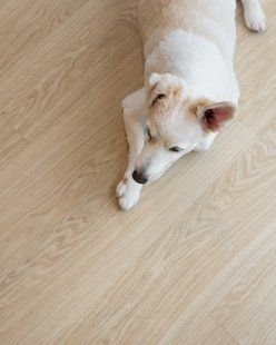 Quick Step Bloom 40097 Дуб чистий рум&rsquo;янець, за м2